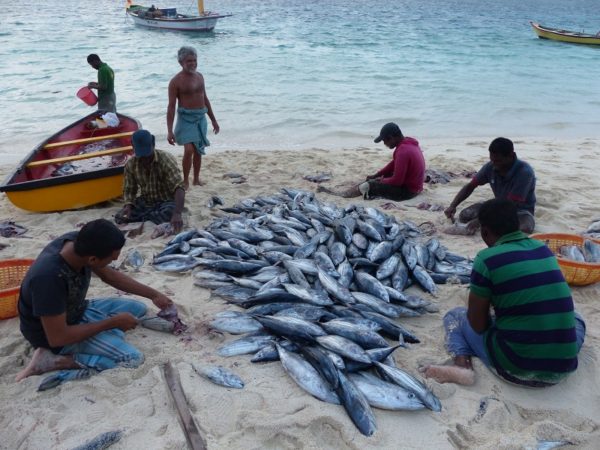 Post-harvest processing of fresh Tuna.